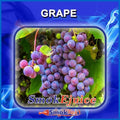 SmokEjuice Premium Blend
